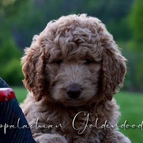 Absolutely Sweet Appalachian Goldendoodle Puppies