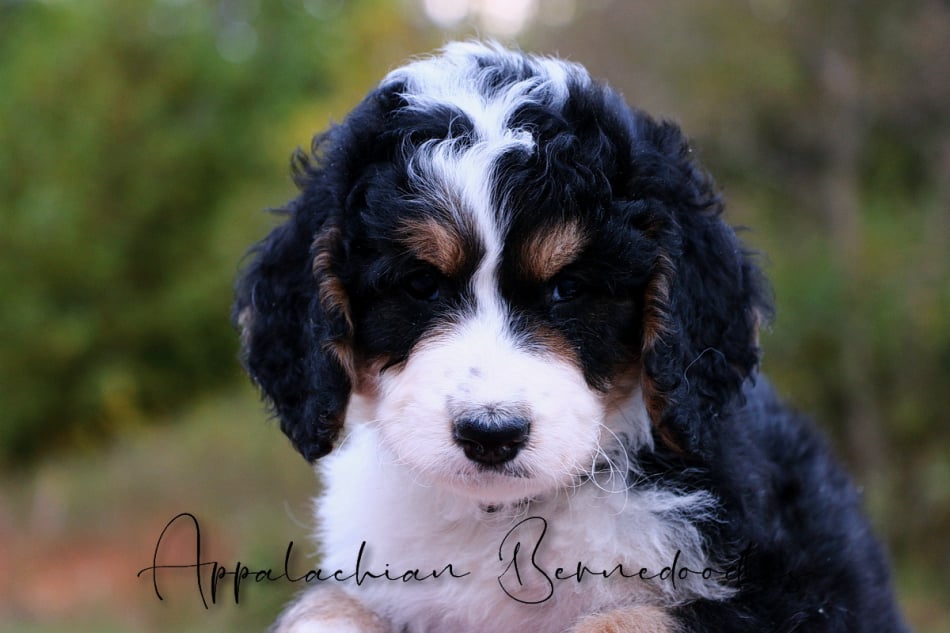 Upcoming Bernedoodles and English Goldendoodles