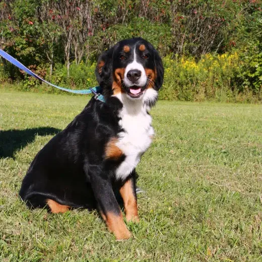 Chanel Our AKC Bernese