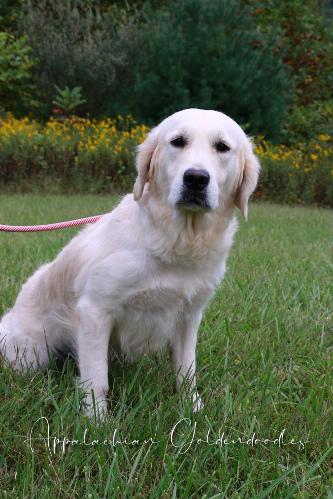 Anastasia Our AKC English Retriever
