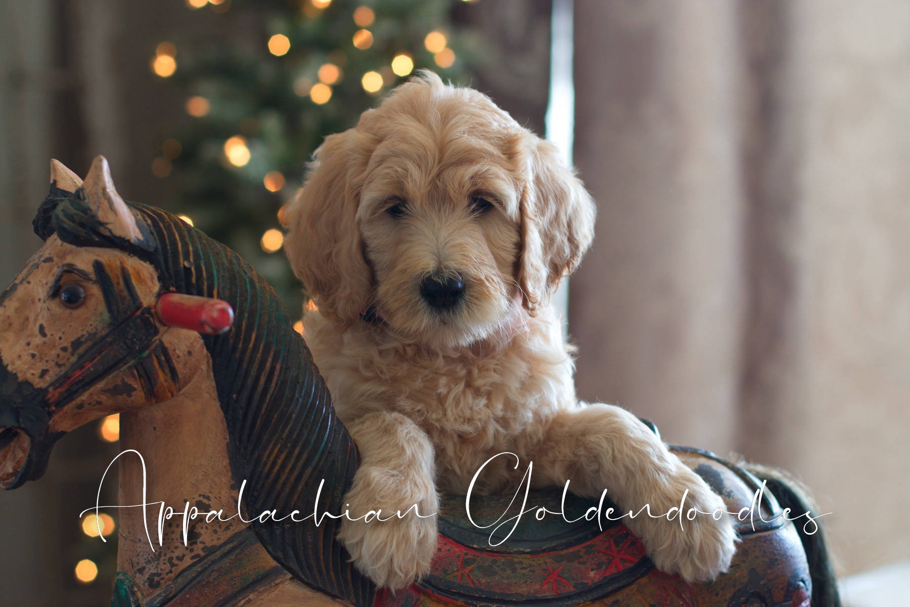Goldendoodle Puppy Shopping List - Timberidge Goldendoodles
