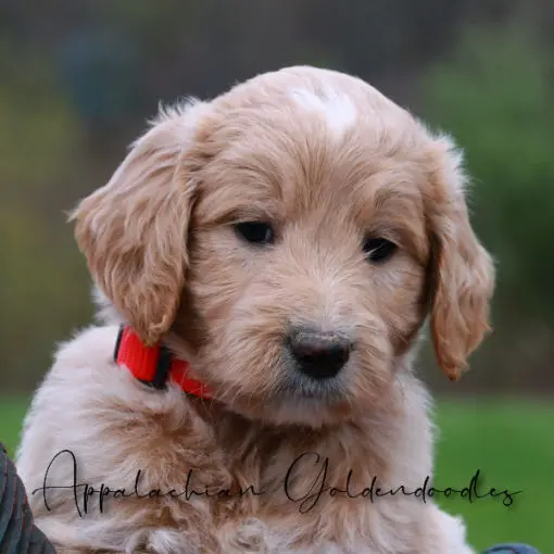 Upcoming English Goldendoodle Puppies